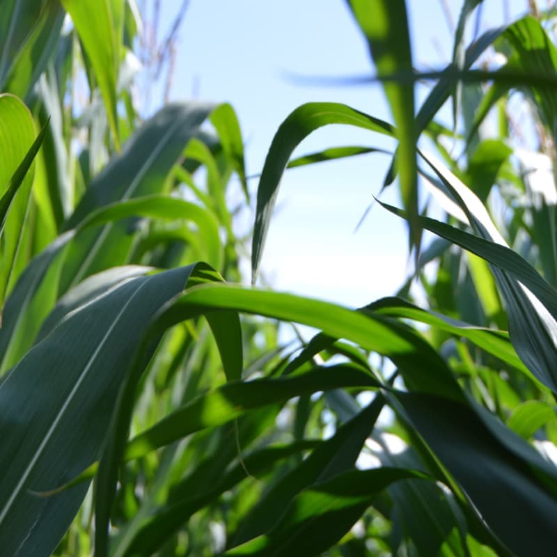 corn